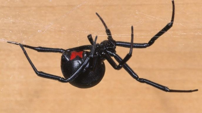 Latrodectus mactans česky Snovačka jedovatá (či kalichová).