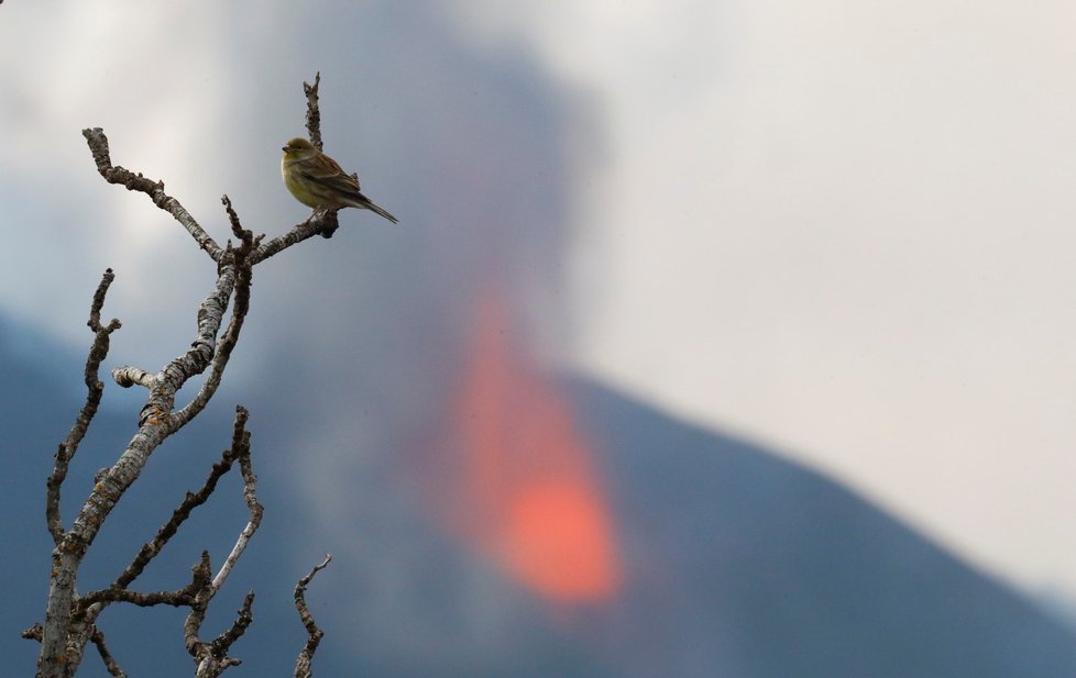 Na erupci sopky na kanárském ostrově La Palma se jezdí dívat turisté.