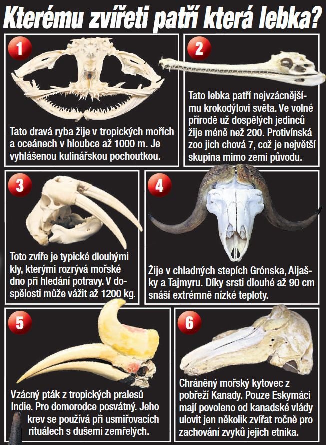 Kterému zvířeti patří která lebka?