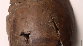Melanéská lebka stará 6000 let patří nejstarší známé oběti tsunami.