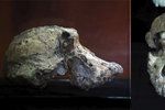 Předchůdce člověka se jmenuje MRD. Vědci objevili lebku starou 3,8 milionu let.