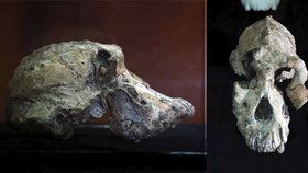 Předchůdce člověka se jmenuje MRD. Vědci objevili lebku starou 3,8 milionu let