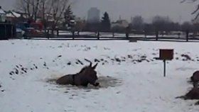 V ledové vodě nedobrovolně plaval osel v Horních Heršpicích v Brně. Probořil se pod ním led.