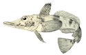 Ledařka Chaenocephalus aceratus patří do skupiny tzv. ledových krokodýlích ryb (Channichthyidae)