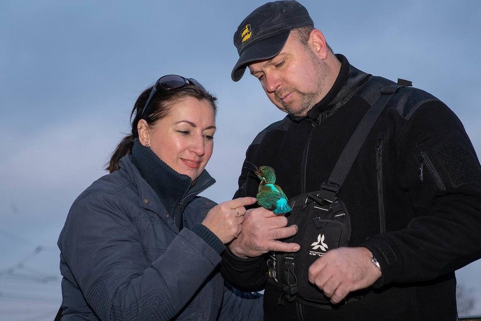 Zraněného ledňáčka našla Dagmar Chroboková, na snímku se zvířecím záchranářem Karlem Makoněm.