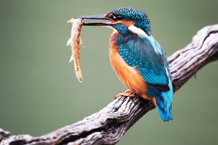 Birdwatching 1: Seriál ABC o pozorování ptáků