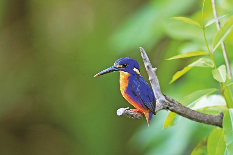 Ledňáček azurový (Ceyx azureus) 