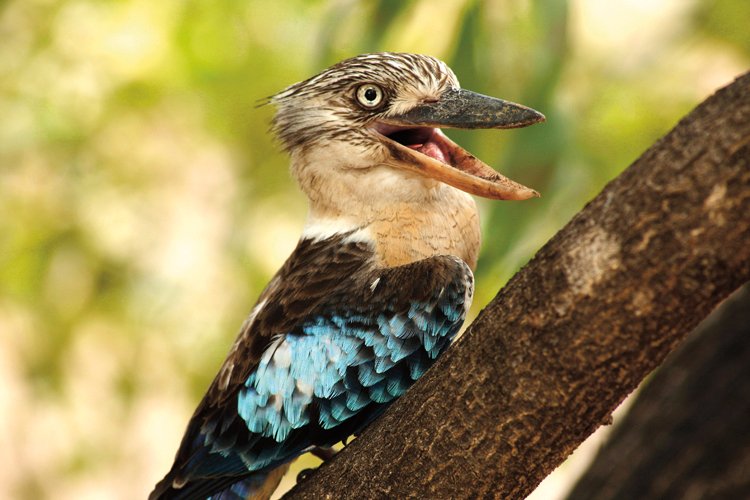 Ledňák modrokřídlý (Dacelo leachii) pochází ze severní Austrálie, kde jej znají pod domorodým jménem kookaburra