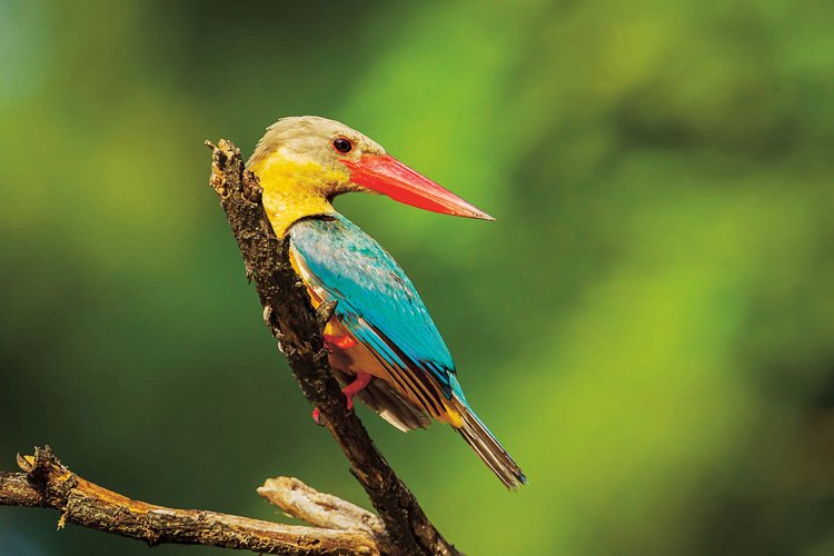 Ledňáček gurial (Pelargopsis capensis)