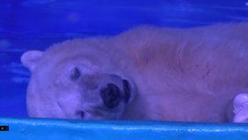 „Nejsmutnější lední medvěd“ už je doma v zoo, kde se narodil.