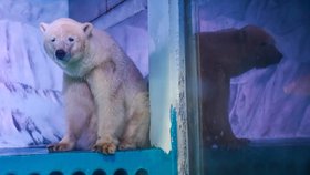 „Nejsmutnější lední medvěd“ už je doma v zoo, kde se narodil.