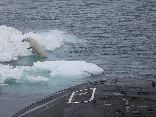 Vyhozené odpadky z ruské ponorky přilákaly ledního medvěda. Námořníci museli čekat, až odejde.