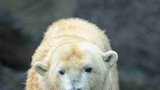 Obrovský smutek v pražské zoo: Medvědici Bertě dotlouklo srdíčko