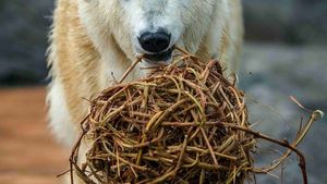 Obrovský smutek v pražské zoo: Medvědici Bertě dotlouklo srdíčko