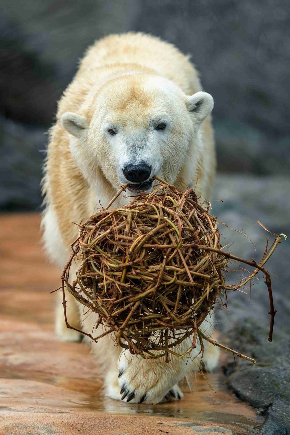 Výměna v Zoo Praha: Méďa Tom míří za nevěstou! Do Česka přijedou bratři z Polska . (ilustrační foto)