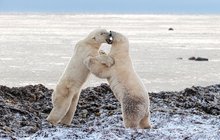 Znudění medvědi trénují před odchodem na lov: Ukážu ti pár triků, kámo!