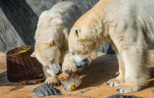 Lední medvědi v Zoo Praha cítí jaro: TOM A BERTA LAŠKUJÍ