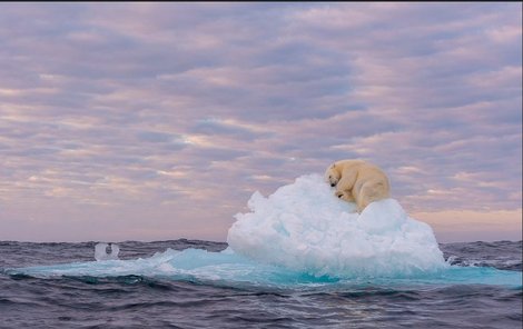 Lední medvěd osamělý na své odlomené kře.