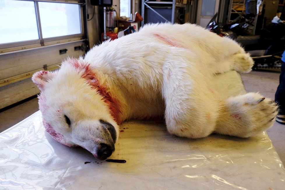 Lední medvěd musel být po útoku zastřelen.