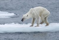 Smrt ledních medvědů? Globální oteplování je vyhubí, varují ochránci
