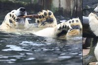 Lední medvěd z pražské zoo: Plavat záda? Tom si to dává!