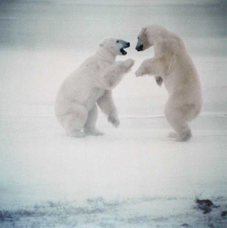 Medvědi lední se od mladého věku učí bojovat. Ravačky však většinou dopadnou dobře