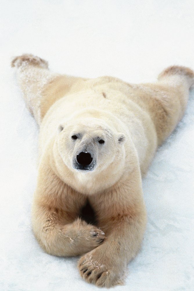 Medvědí kožešina dokonale izoluje před chladem. Zvířeti se leží na sněhu jako pod peřinou