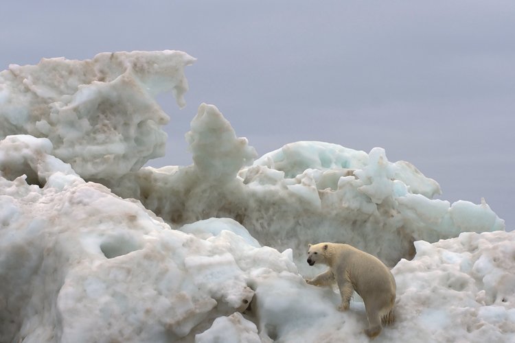 Svému prostředí je lední medvěd dokonale přizpůsoben, žádná kořist si před ním nemůže být jistá