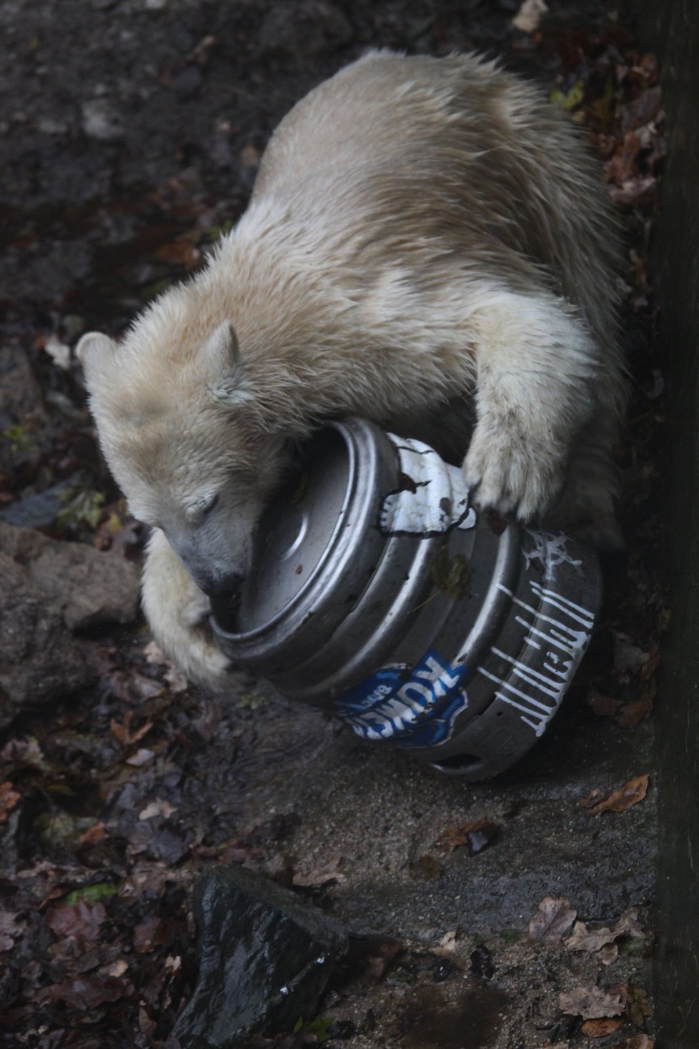 Zoo Brno: Nejcennějším a nejnavštěvovanější jsou lední medvědi