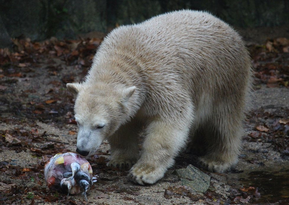 Zoo Brno: Nejcennějším a nejnavštěvovanější jsou lední medvědi