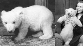 První pražské medvídě jménem Sněhulka vychovávala doma rodina ředitele zoo během protektorátu.