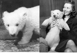 První pražské medvídě jménem Sněhulka vychovávala doma rodina ředitele zoo během protektorátu.