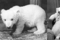 První lední medvídě v Praze choval doma ředitel zoo. Sněhulku čekal smutný osud