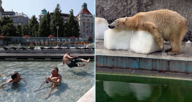 Lucifer řádí nad Evropou: Horko zabíjí, medvědy v zoo chladí obří kostky ledu