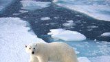 Průvodce si chtěl prohlédnout ledního medvěda zblízka, za vyplašení zvířete musí uhradit tučnou pokutu