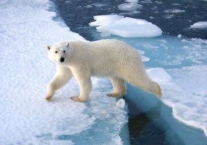 Lední medvědi jsou v Norsku od roku 1971 chránění.