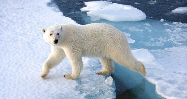 Lední medvěd napadl muže z výletní lodi. Šelmu zastřelila medvědí hlídka