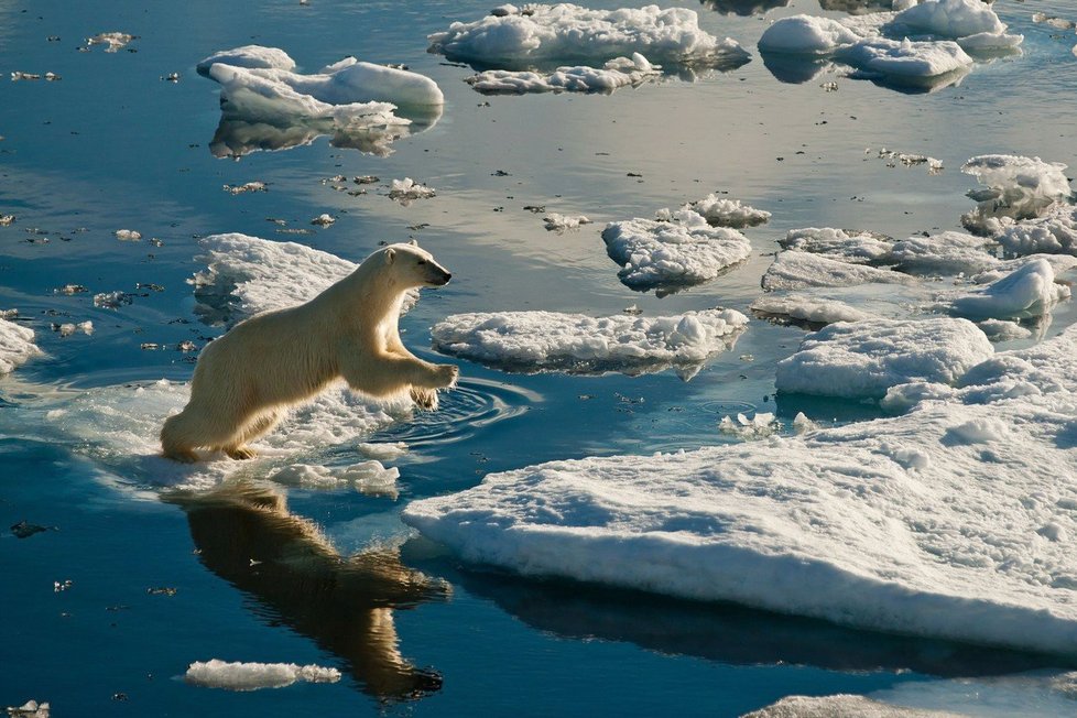 Na Špicberkách v Norsku žije populace asi tisícovky ledních medvědů.