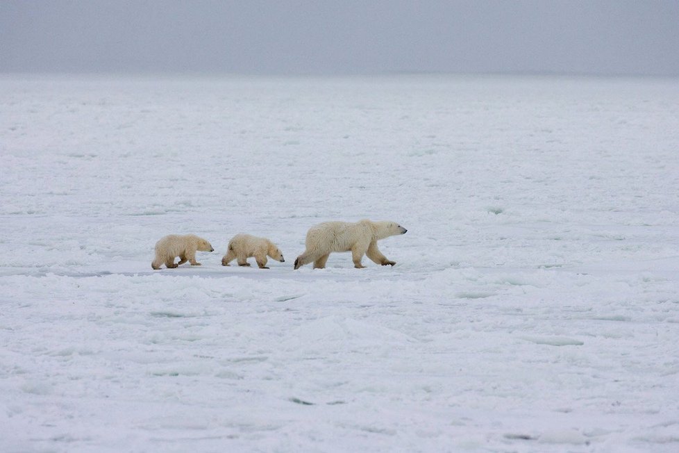K ledním medvědům je zakázáno přibližovat se tak, aby je to vyplašilo.