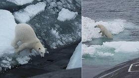 Vyhozené odpadky z ruské ponorky přilákaly ledního medvěda. Námořníci museli čekat, až odejde.