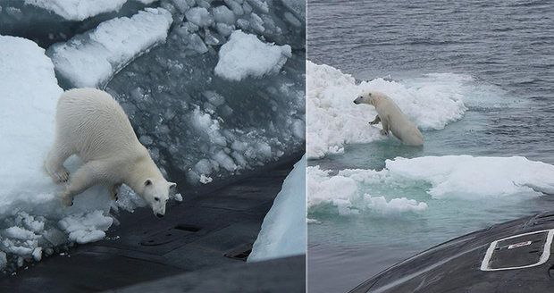 Hladový lední medvěd přepadl jadernou ponorku. Námořníci čekali v úkrytu