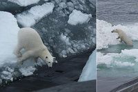 Hladový lední medvěd přepadl jadernou ponorku. Námořníci čekali v úkrytu