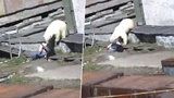 Lední medvěd se ženě zakousl do zadku, utekla s kalhotami na půl žerdi