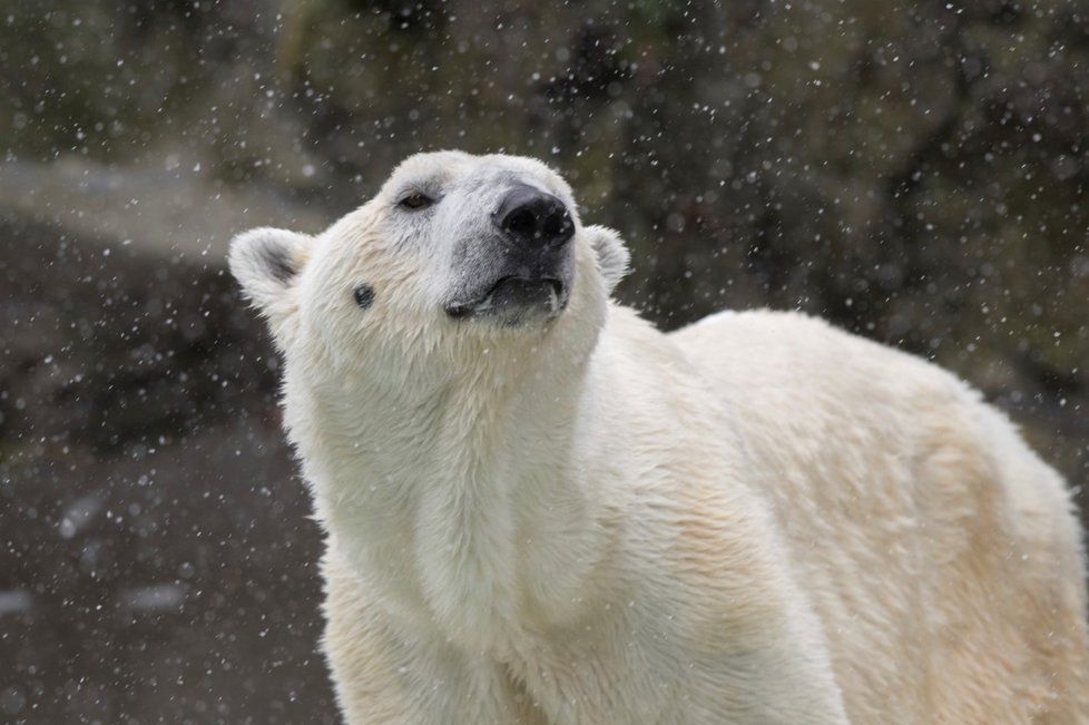 Zoo v New Yorku nechala utratit ledního medvěda Tundru, selhávaly mu ledviny