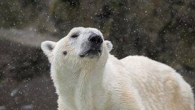 Zoo v New Yorku nechala utratit ledního medvěda Tundru, selhávaly mu ledviny.