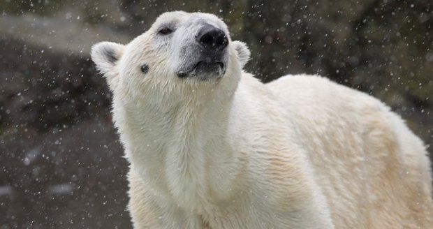 Zoo v New Yorku utratila ledního medvěda Tundru. Hrál si až do poslední chvíle