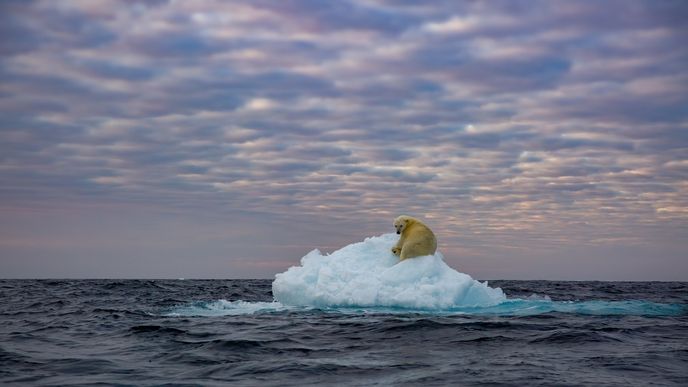 Lední medvěd, symbol globální změny klimatu