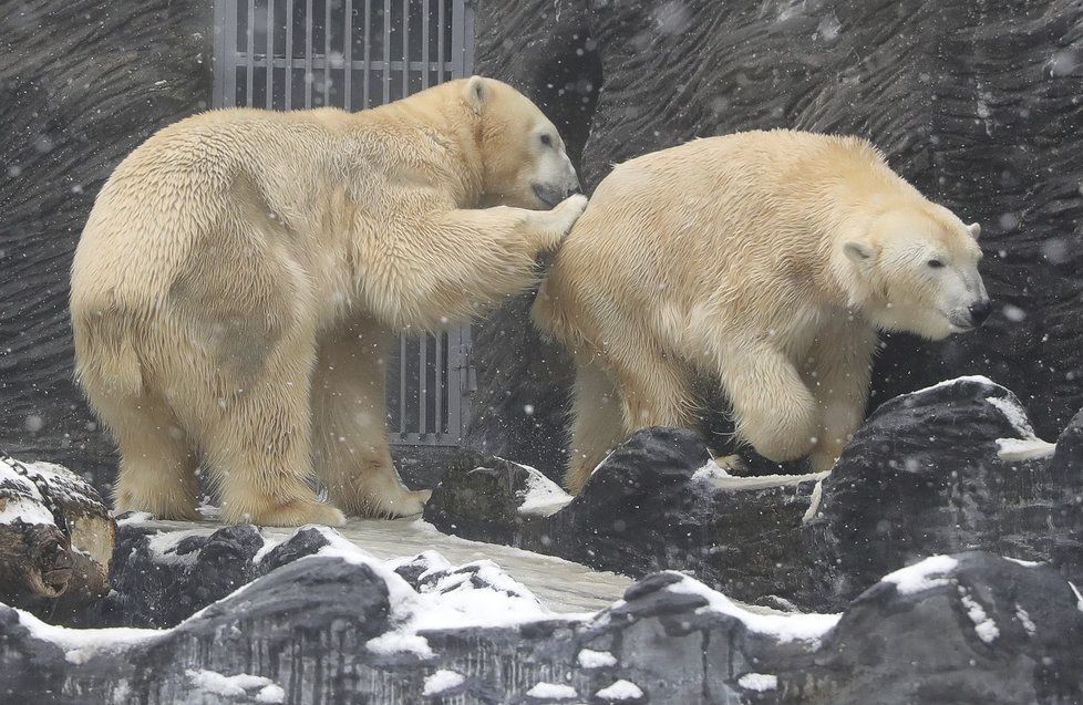 I medvědi z pražské zoo si užívali tu pravou lední lásku.