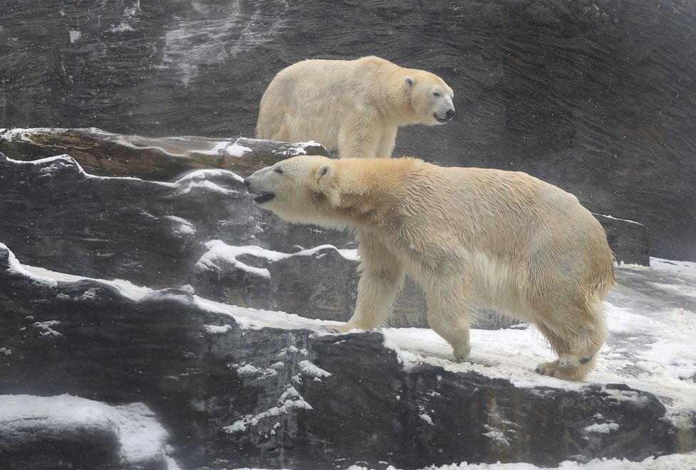 Medvídci z pražské zoo si užívali tu pravou lední lásku.