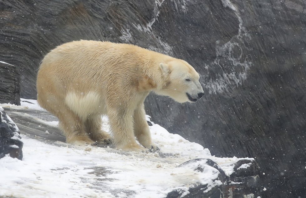 I medvědi z pražské zoo si užívali tu pravou lední lásku.